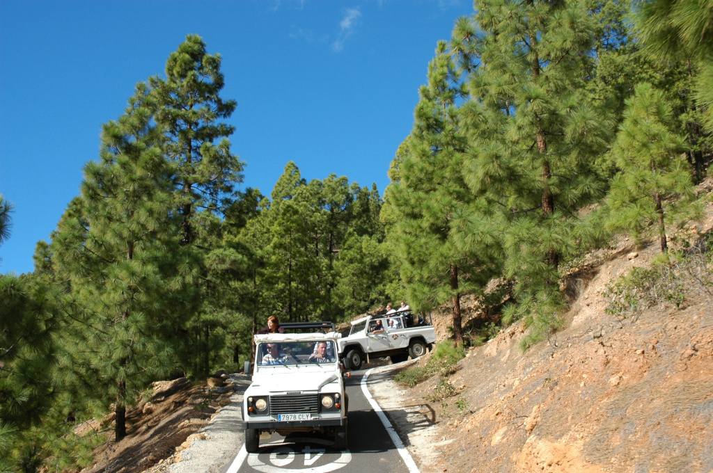 Jeep-Fahrten entlang von Kiefern umgeben von Kiefern auf Teneriffa unter blauem Himmel.