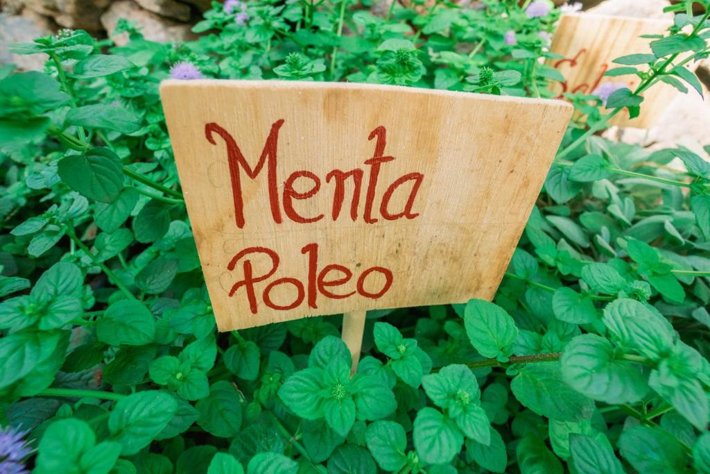 Ein Pennyroyal-Minz-Schild zwischen grünen Blättern in einem Garten auf Teneriffa.