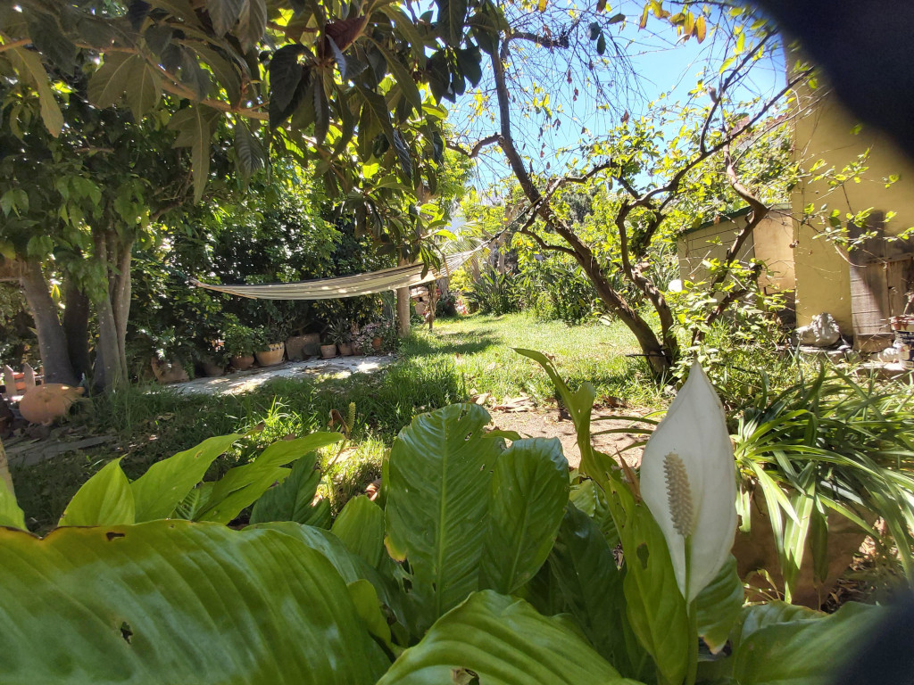 Garten in Puerto de la Cruz mit grüner Vegetation und Hängematte.