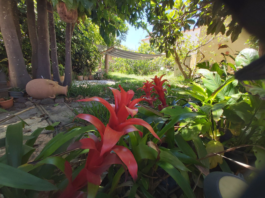 Rote Blumen im Garten unter Bäumen in Puerto de la Cruz, Teneriffa.