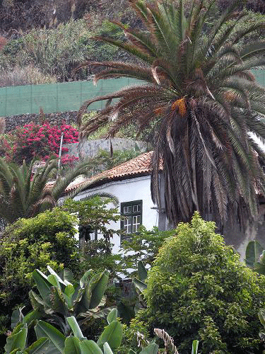 Weißes Haus umgeben von Palmen und Pflanzen in Puerto de la Cruz, Teneriffa.