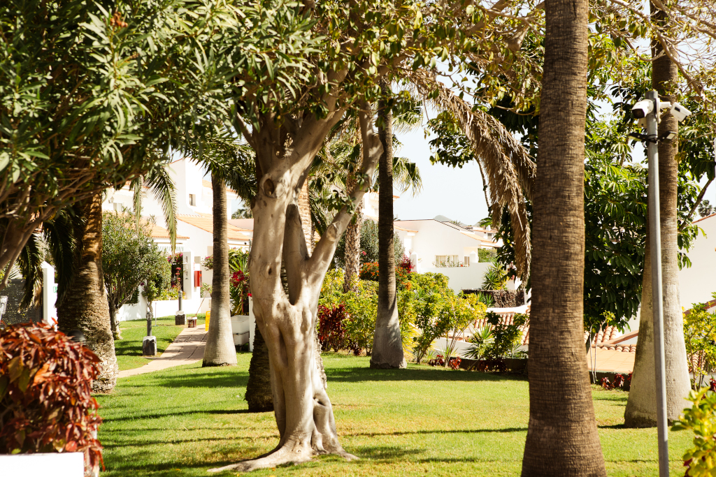 Garten mit Palmen und Häusern in Costa Adeje, Teneriffa.
