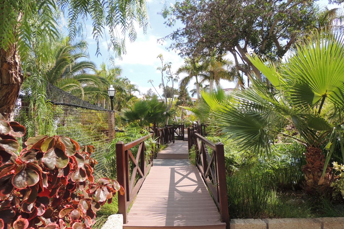 Holzbrücke im botanischen Garten von Puerto de la Cruz, umgeben von Palmen und Pflanzen.