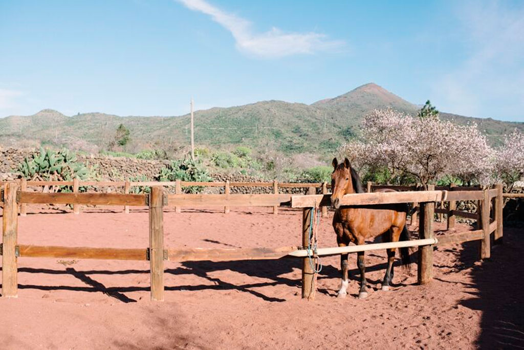Pferd im Corral vor Berglandschaft in Vilaflor, Teneriffa.