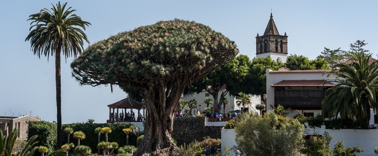 Die Fiestas de San Andres in Icod 