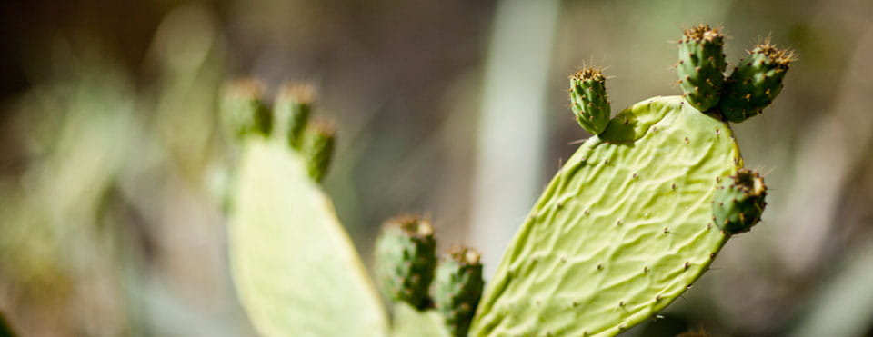 La Reserva para Inversiones en Canarias 