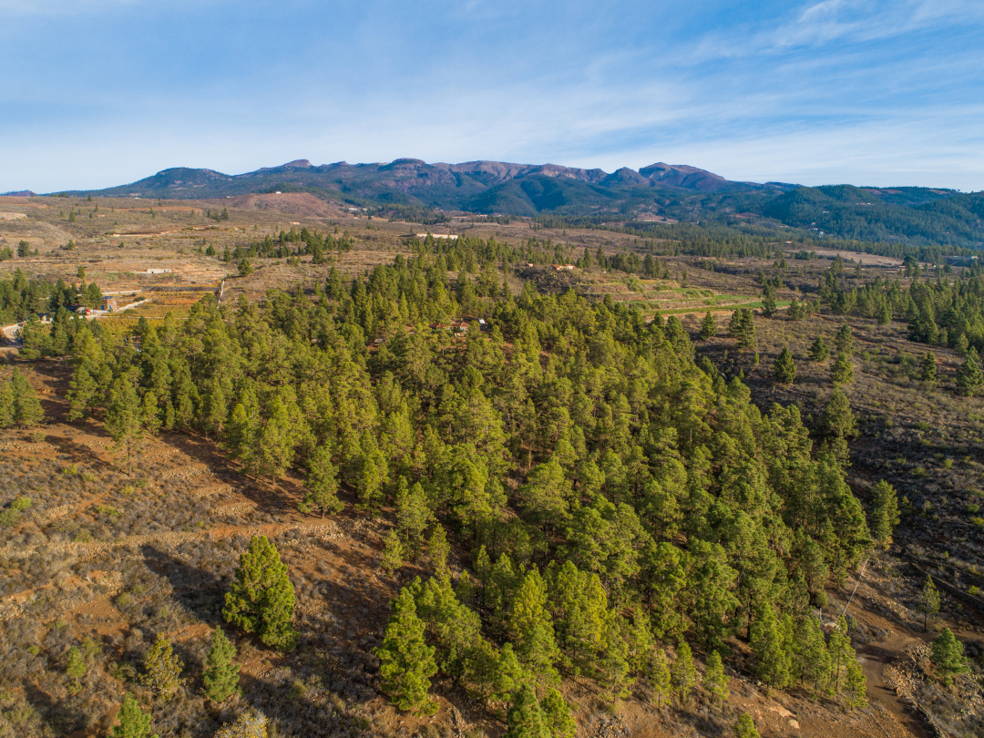 Wald mit Bergen im Hintergrund an der Stelle von Teneriffa.