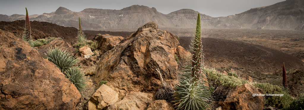 Tenerife Tachinastes on Teide National Park