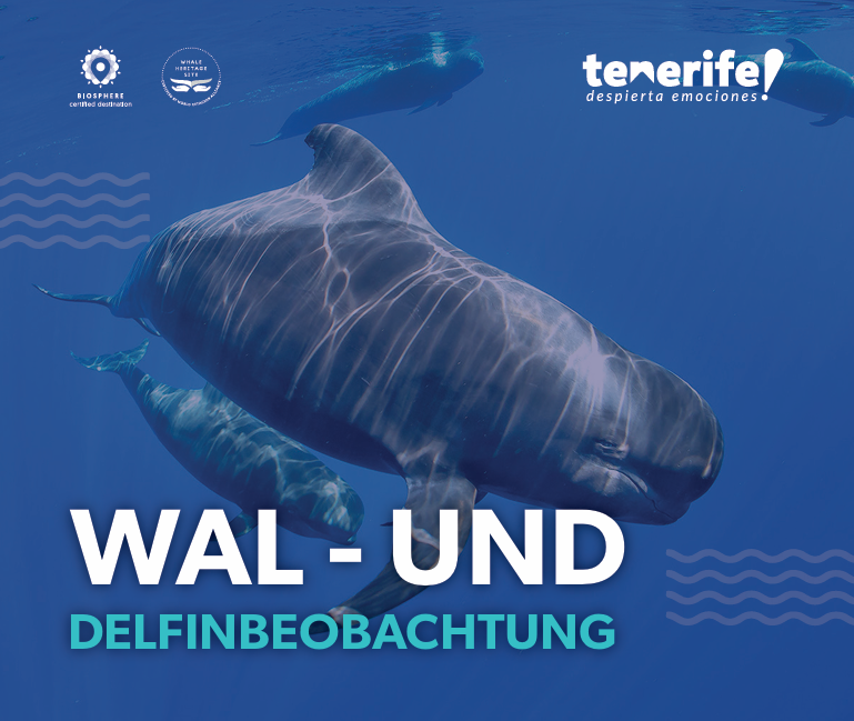 Walbeobachtung