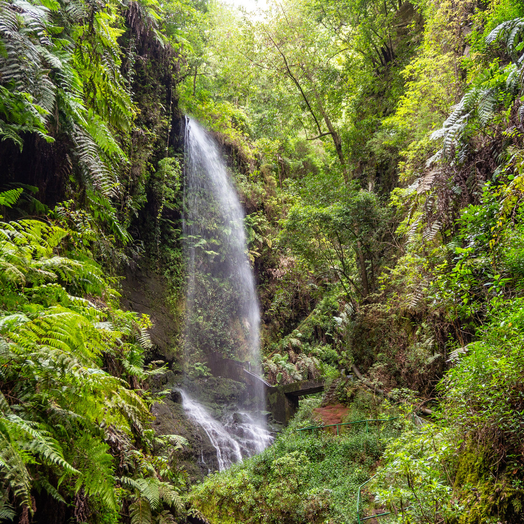 Wasserfall, umgeben von Vegetation im Anaga-Wald, Teneriffa.