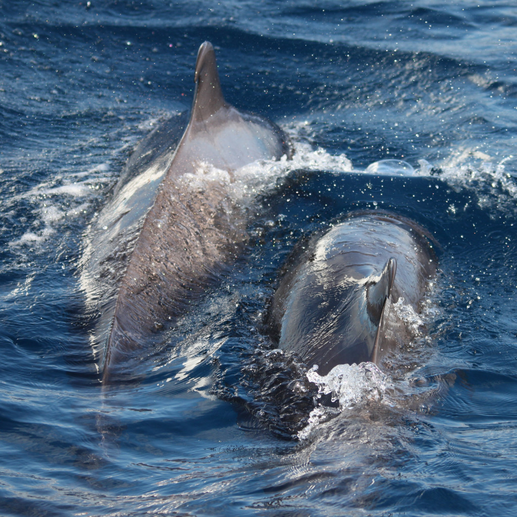 Delfine schwimmen im Meer nahe Teneriffa.