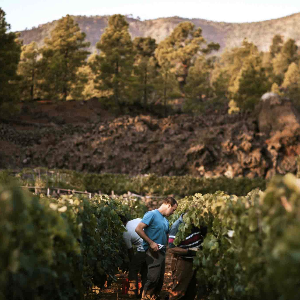 Menschen bei der Weinlese in einem Weinberg auf Teneriffa, im Hintergrund die Berge.