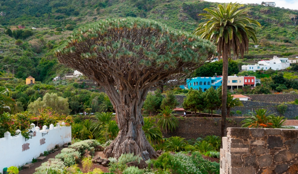 Ein alter Drachenbaum in Icod de los Vinos, Teneriffa, umgeben von Grün und bunten Häusern.