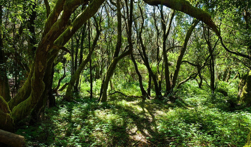 Wald mit geschwungenen Bäumen und mit Vegetation bewachsener Boden in Anaga, Teneriffa.