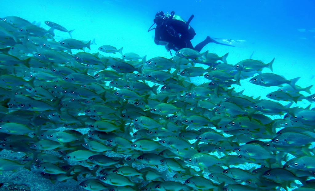 Taucher, der zwischen Fischen im Meer von Teneriffa schwimmt.