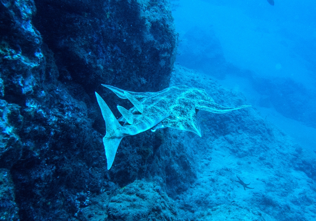 Angelhai, der in der Nähe des Meeresbodens in den Gewässern von Teneriffa schwimmt.
