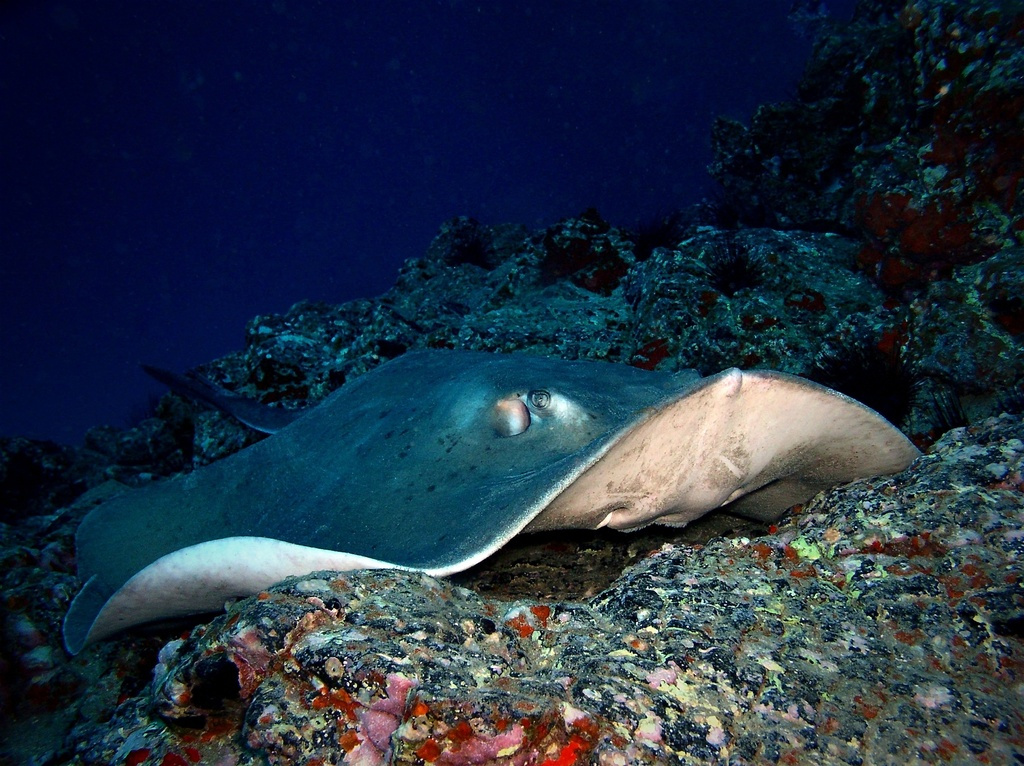 Mantarochen schwimmt über einem Riff auf Teneriffa.