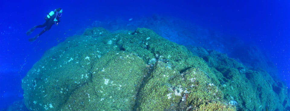 Ocean Friends Tauchen und Freitauchen