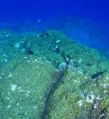 Ocean Friends Tauchen und Freitauchen