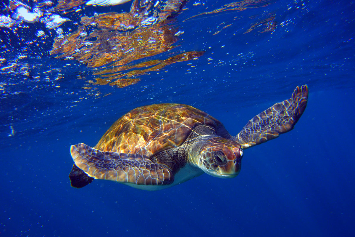 Schildkröte, die unter Wasser vor der Küste von Teneriffa schwimmt.
