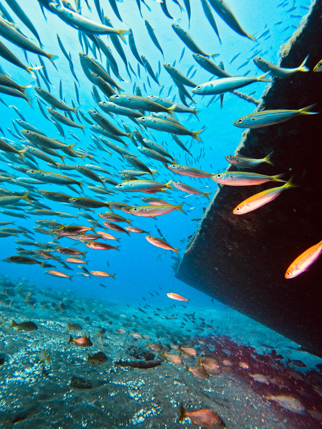 Fischschwärme schwimmen neben einem gesunkenen Schiff in den Gewässern von Teneriffa.