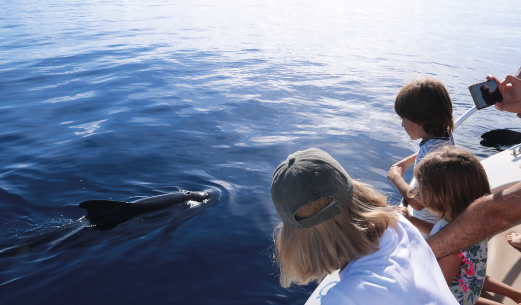 Menschen beobachten einen Delfin vom Rand eines Bootes in den Gewässern Teneriffas.