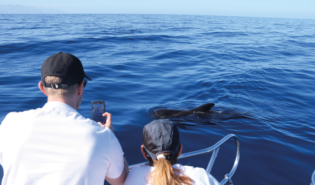 Menschen, die einen Delfin im Meer nahe der Küste von Teneriffa beobachten.
