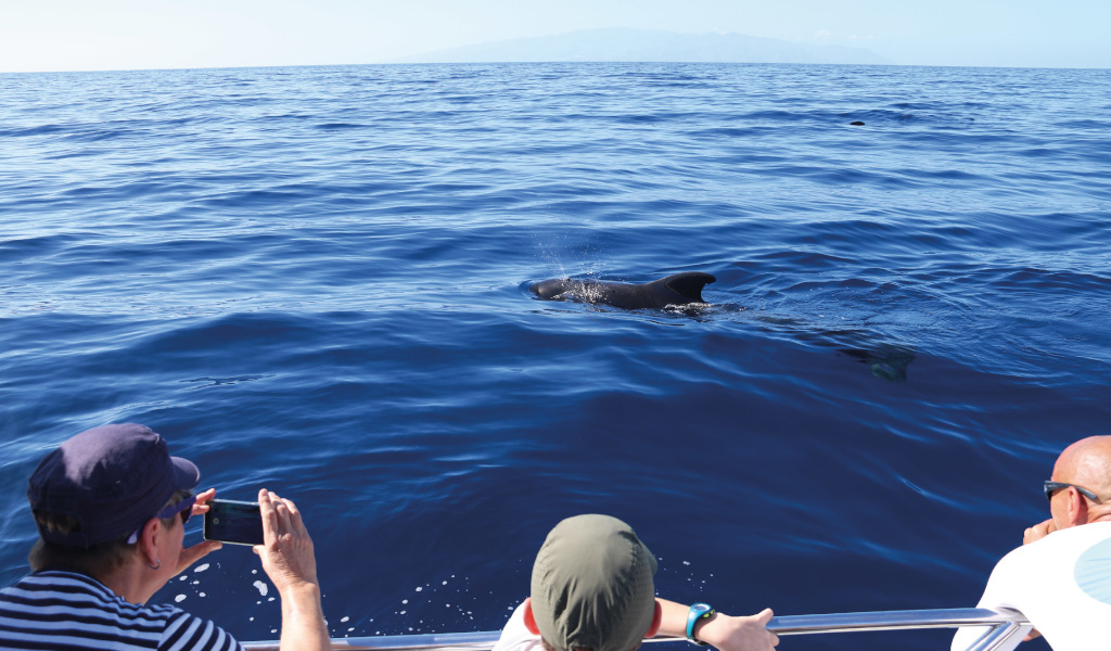 Menschen beobachten Delfine von einem Boot vor der Küste Teneriffas.
