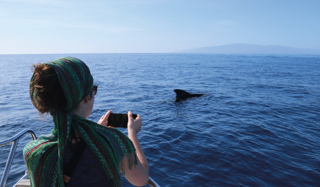 Person, die Delfin im Meer bei Teneriffa fotografiert.
