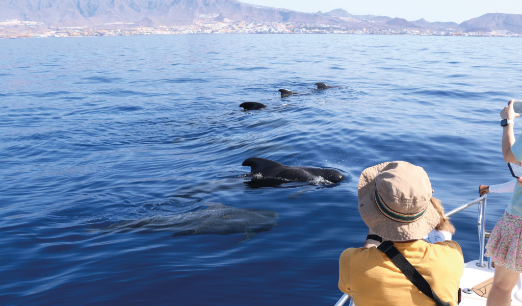 Menschenbeobachtung von Pilotwalen im Meer von Teneriffa.