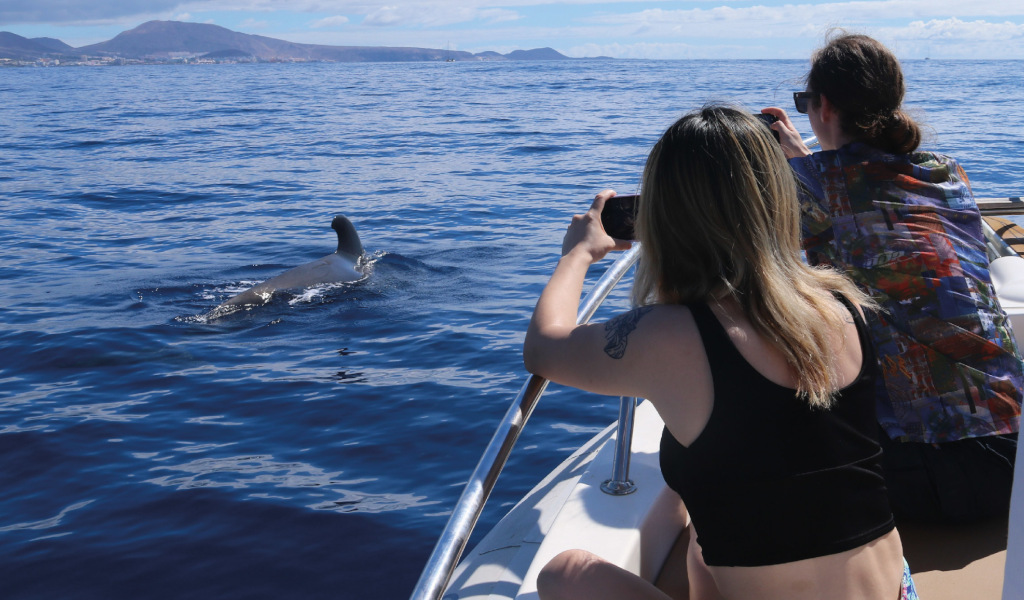 Menschen, die Wale im Meer nahe der Küste Teneriffas fotografieren.