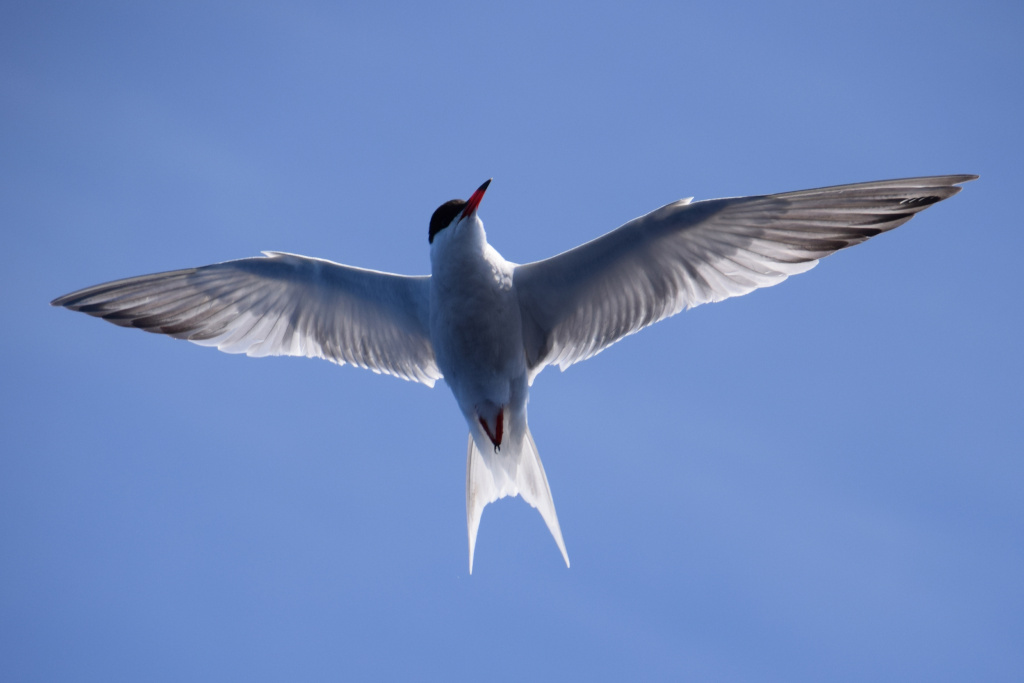 Möwe, die am blauen Himmel auf Teneriffa fliegt.