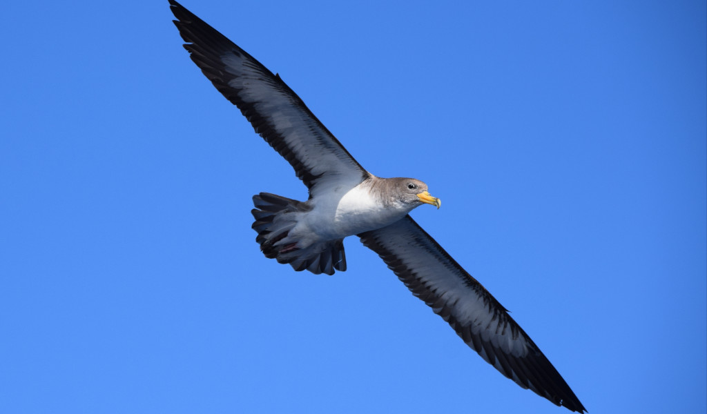 Ein Vogel, der am blauen Himmel über Teneriffa fliegt.