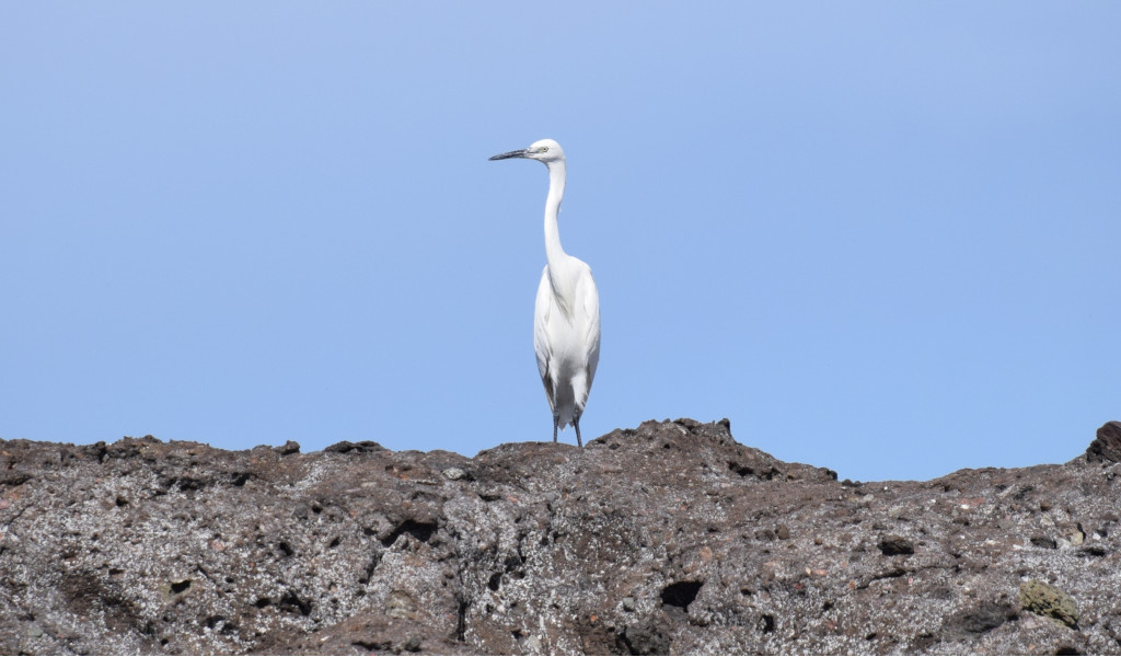Weißer Reiher steht auf einem Felsen auf Teneriffa unter blauem Himmel.