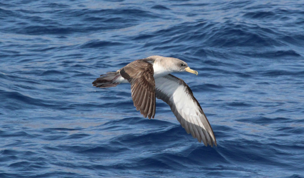 Corys Sturmtaucher fliegt über das Meer auf Teneriffa.