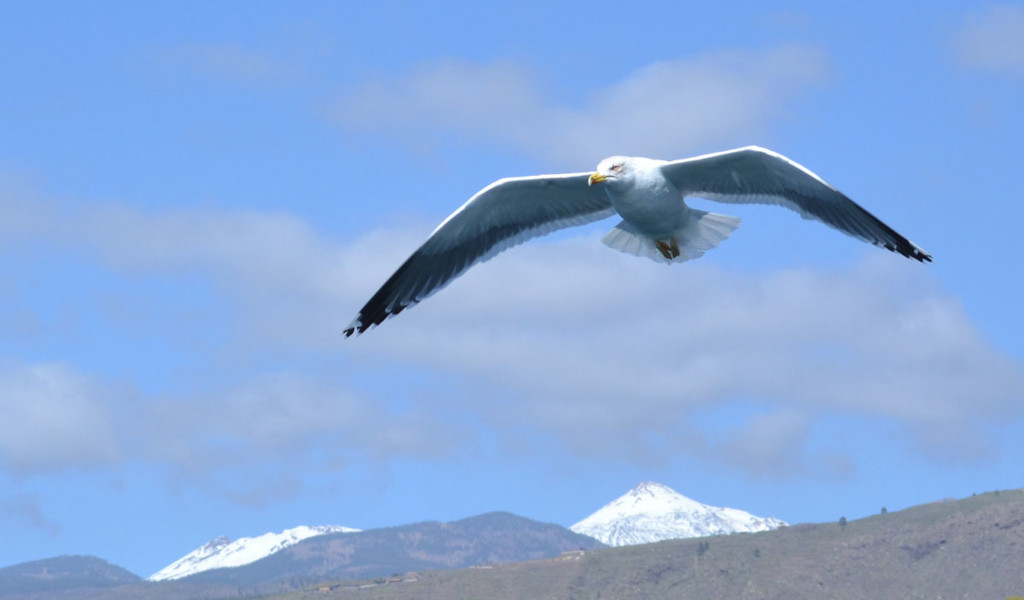 Eine Möwe, die mit schneebedeckten Bergen von Teneriffa im Hintergrund fliegt.
