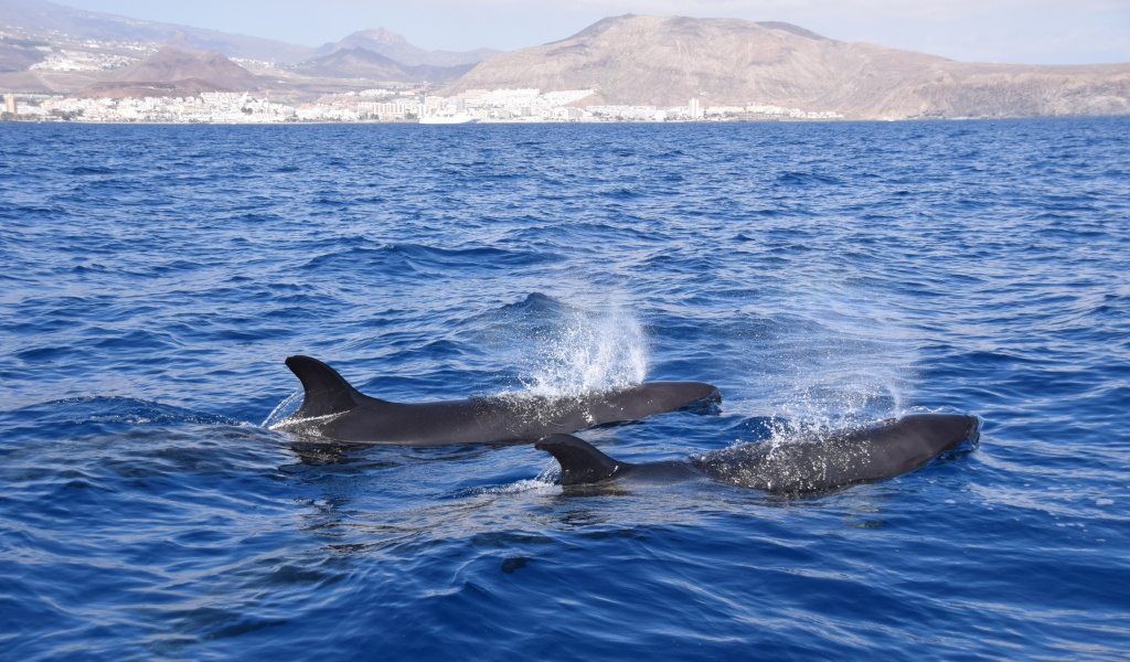 Wale, die vor der Küste Teneriffas im Meer schwimmen.