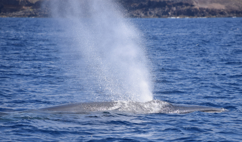 Whale stößt Wasser in die Nähe von Teneriffa ins Meer.
