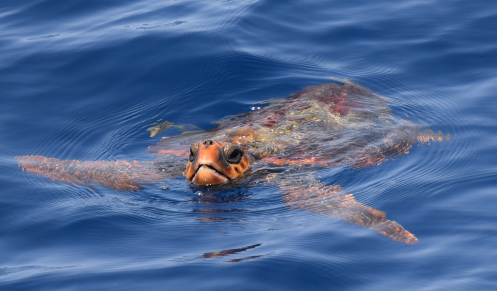 Schildkröte, die im Meer nahe der Küste von Teneriffa schwimmt.