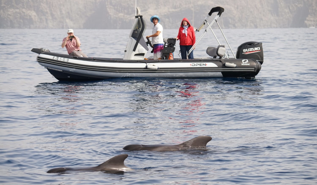 Boot mit Touristen, die Delfine im Meer nahe Teneriffa beobachten.