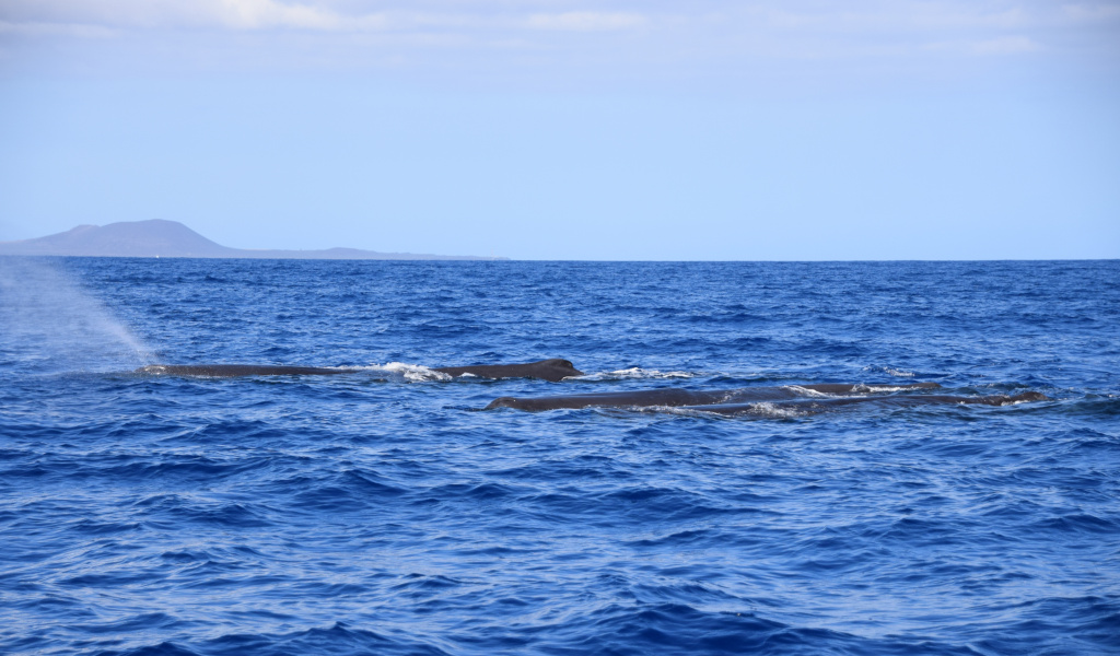Wale im Ozean vor der Küste von Teneriffa.