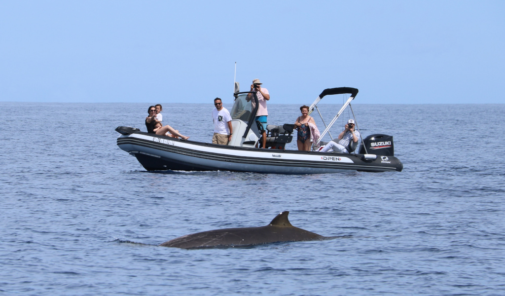 Boot mit Touristen zum Walbeobachten in den Gewässern von Teneriffa.