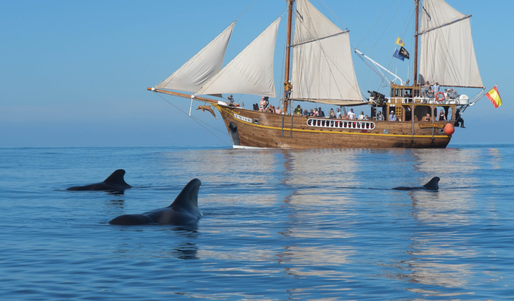 Segelboot im Meer mit Delfinen in der Nähe von Teneriffa.