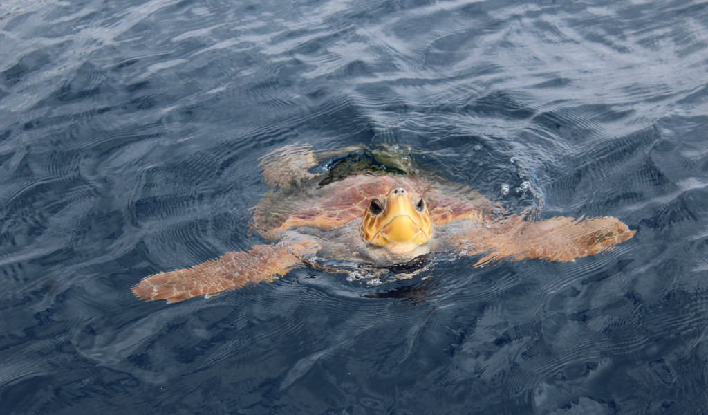 Meeresschildkröte, die im Ozean bei Teneriffa schwimmt.