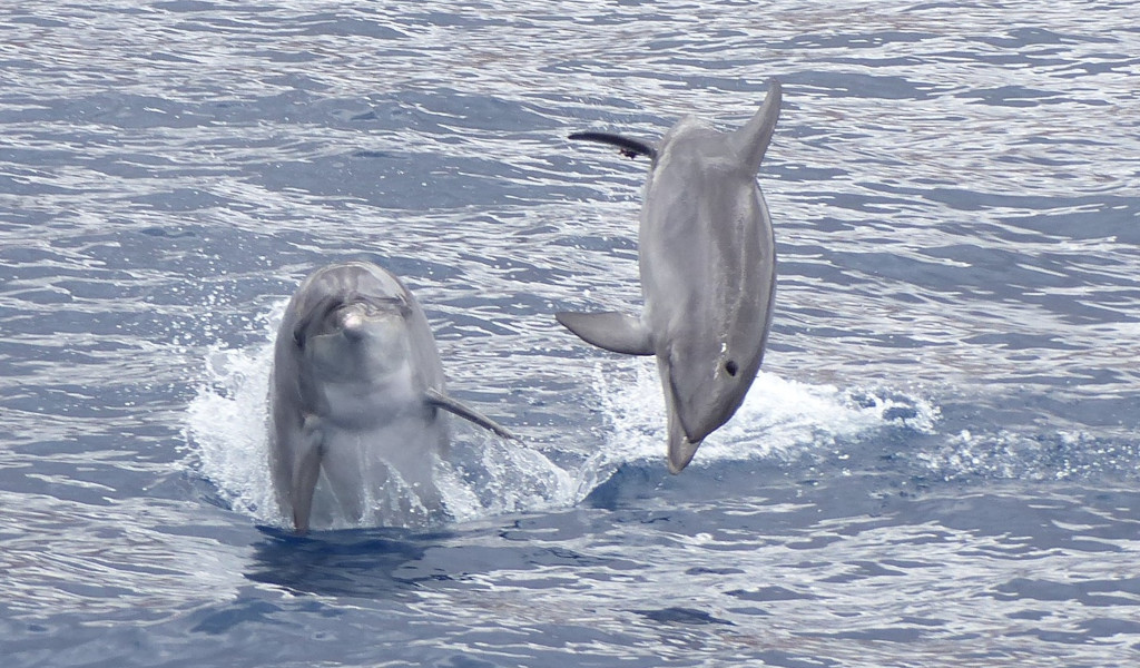 Delfine, die im Meer bei Teneriffa springen.