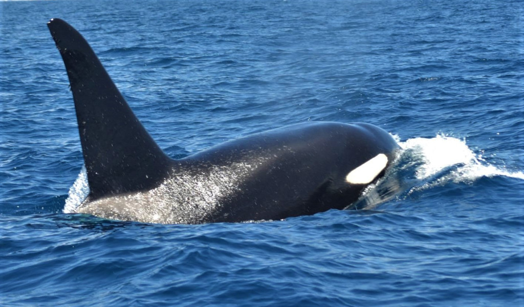 Orca, die im Meer bei Teneriffa schwimmen.