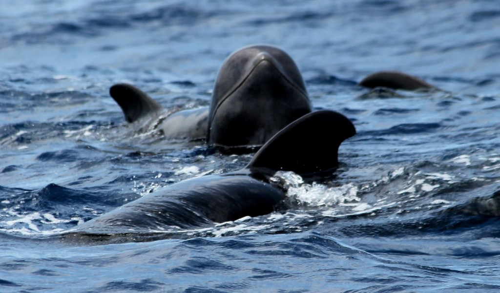 Grindwale, die im Meer bei Teneriffa schwimmen.
