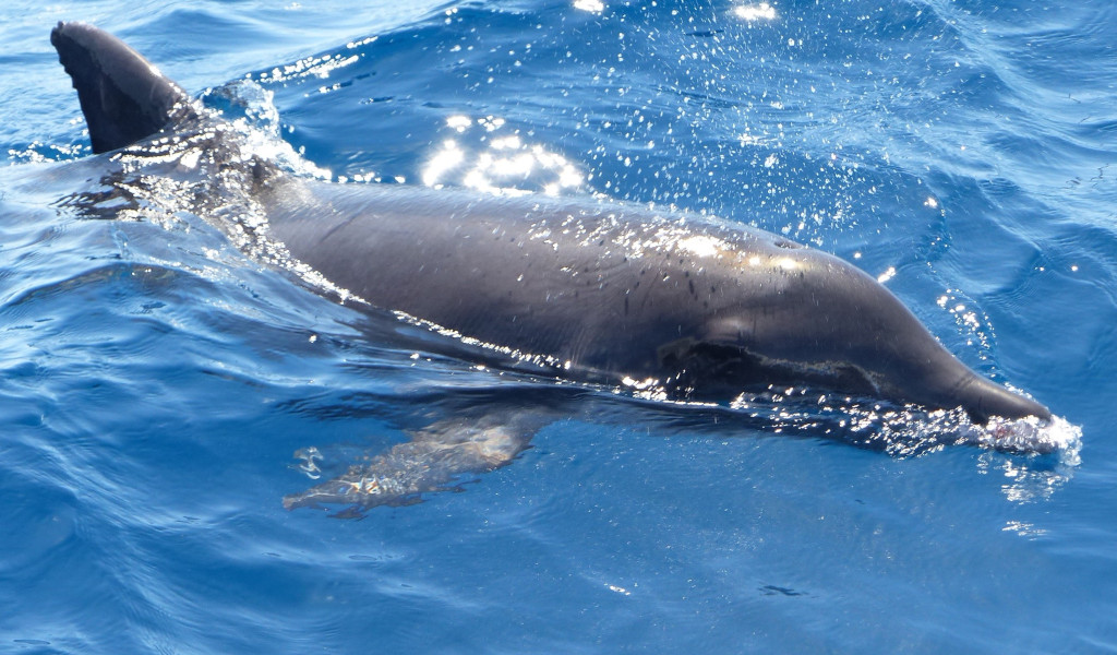 Delfin, der im Meer bei Teneriffa schwimmt.