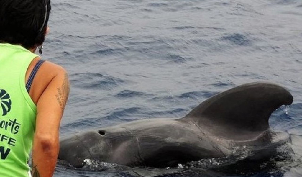 Person, die einen Delfin im Meer nahe Teneriffa beobachtet.