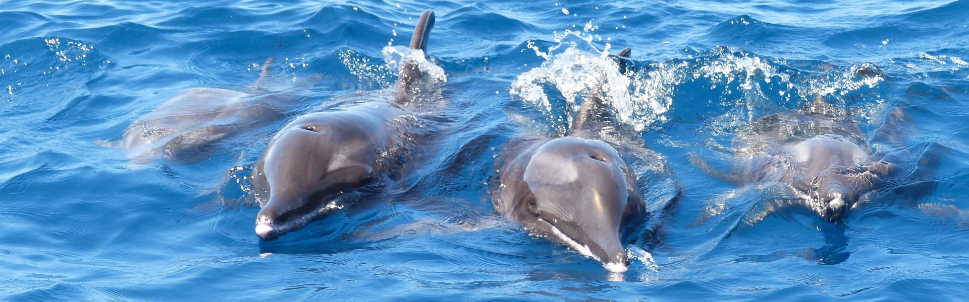 Bahriyeli Experiencia